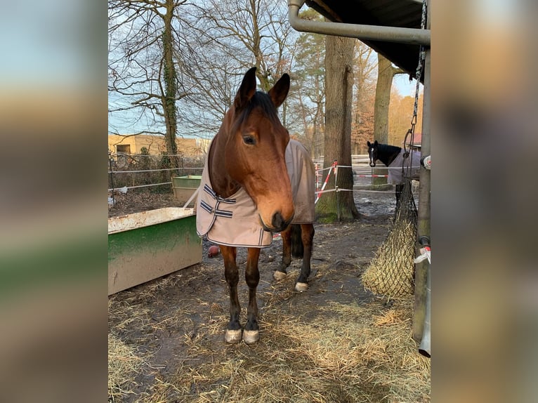 Caballo alemán Caballo castrado 13 años 180 cm Castaño in Herxheim bei Landau/Pfalz