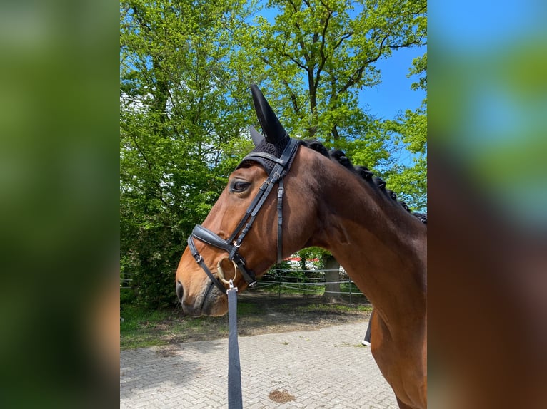 Caballo alemán Caballo castrado 13 años 180 cm Castaño in Herxheim bei Landau/Pfalz