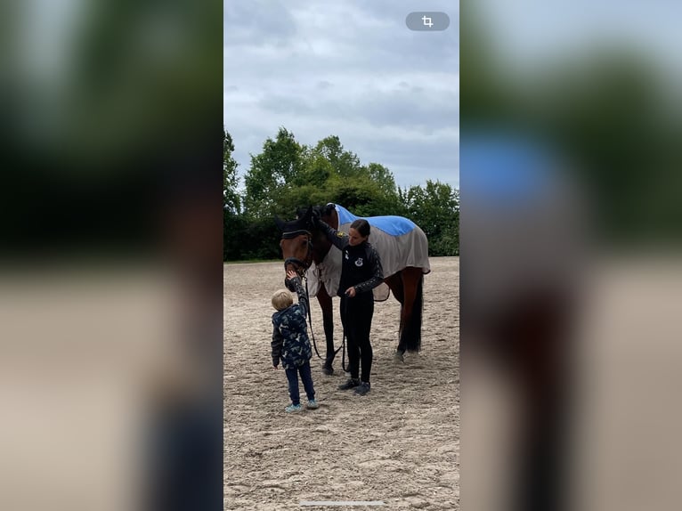 Caballo alemán Caballo castrado 13 años 180 cm Castaño in Herxheim bei Landau/Pfalz