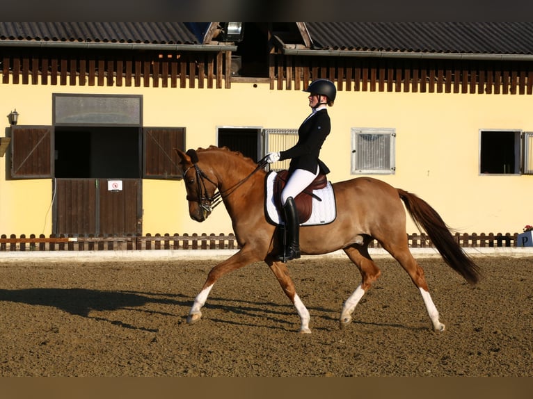 Caballo alemán Caballo castrado 14 años 154 cm Alazán in Höf