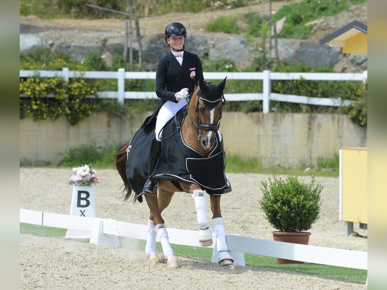 Caballo alemán Caballo castrado 14 años 154 cm Alazán in Höf