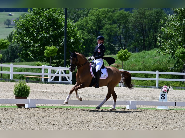 Caballo alemán Caballo castrado 14 años 154 cm Alazán in Höf
