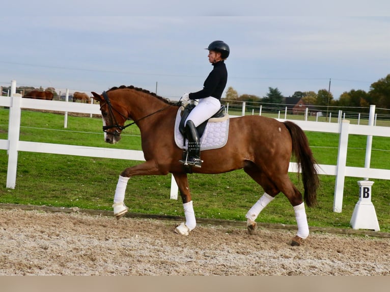 Caballo alemán Caballo castrado 14 años 165 cm Alazán-tostado in Recke, bei Osnabr&#xFC;ck