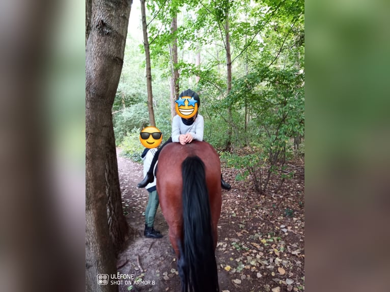 Caballo alemán Caballo castrado 14 años 166 cm Castaño in Zossen Nunsdorf