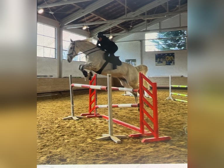 Caballo alemán Caballo castrado 14 años 174 cm Tordo picazo in Seeon-Seebruck