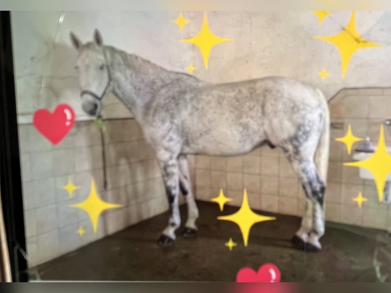 Caballo alemán Caballo castrado 14 años 174 cm Tordo picazo in Seeon-Seebruck