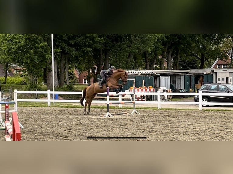 Caballo alemán Caballo castrado 14 años 183 cm Alazán in Sollerup