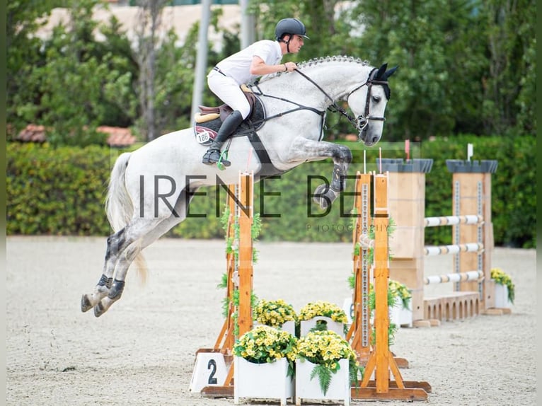 Caballo alemán Caballo castrado 14 años Tordo in Barcelona