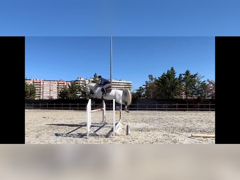 Caballo alemán Caballo castrado 14 años Tordo in Barcelona