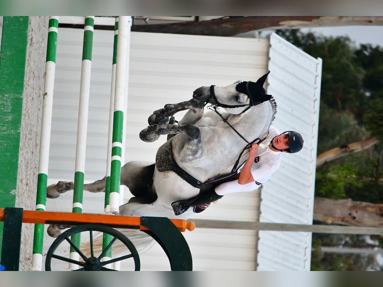 Caballo alemán Caballo castrado 14 años Tordo in Barcelona