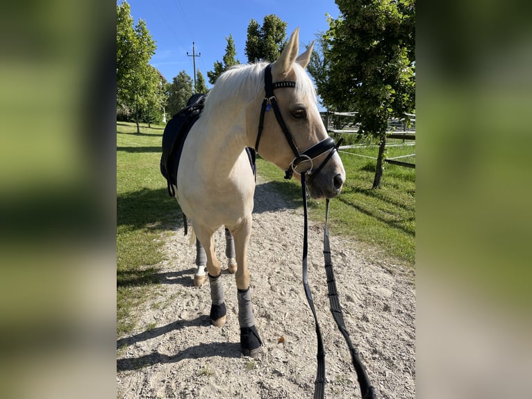 Caballo alemán Caballo castrado 15 años 147 cm Palomino in Wiener Neudorf