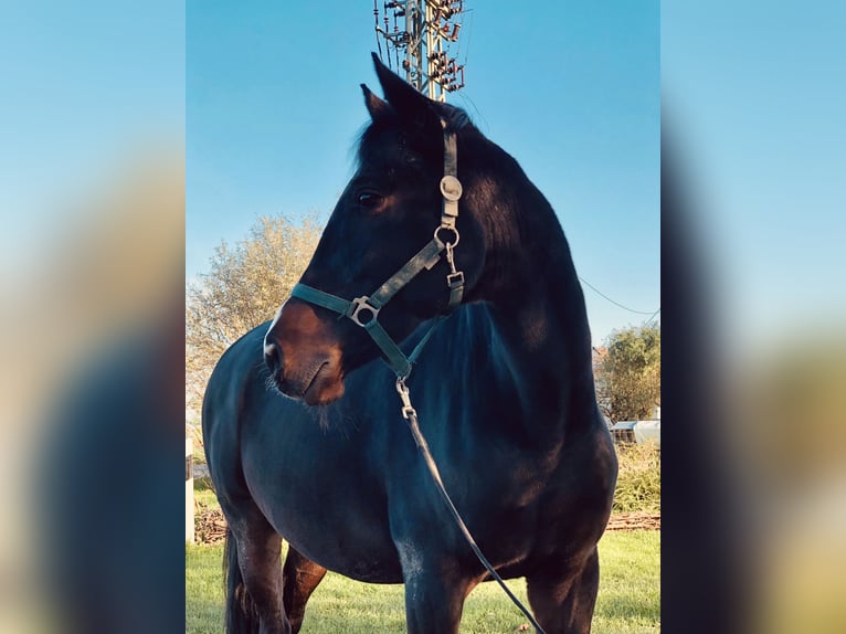 Caballo alemán Caballo castrado 15 años 160 cm Castaño in Kleve