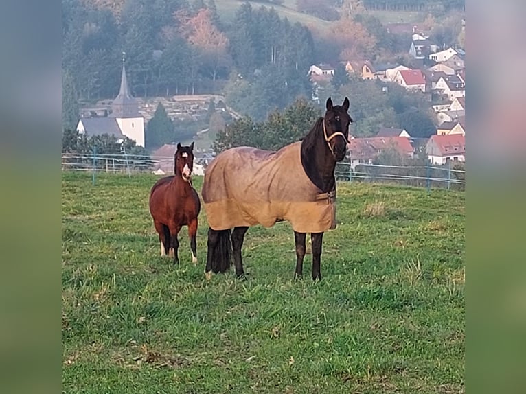 Caballo alemán Mestizo Caballo castrado 15 años 160 cm Castaño in Seeheim-Jugenheim