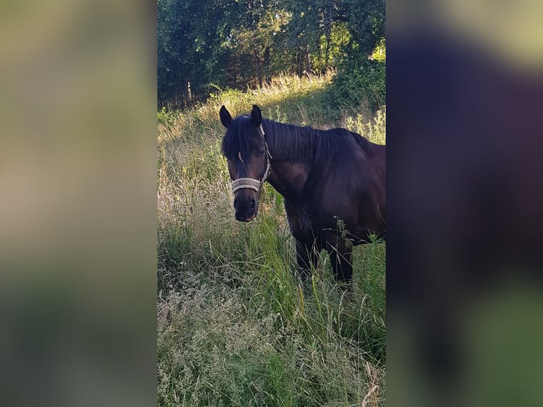 Caballo alemán Mestizo Caballo castrado 15 años 160 cm Castaño in Seeheim-Jugenheim