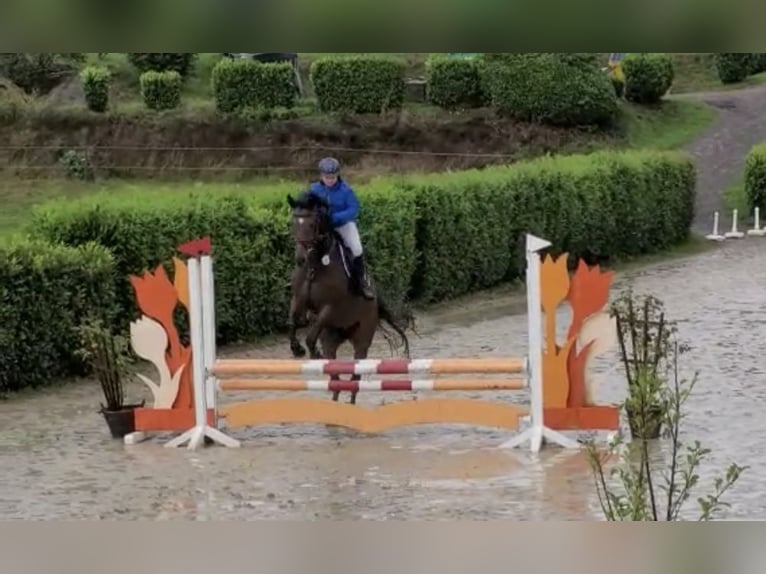 Caballo alemán Caballo castrado 15 años 160 cm Castaño oscuro in Erkelenz