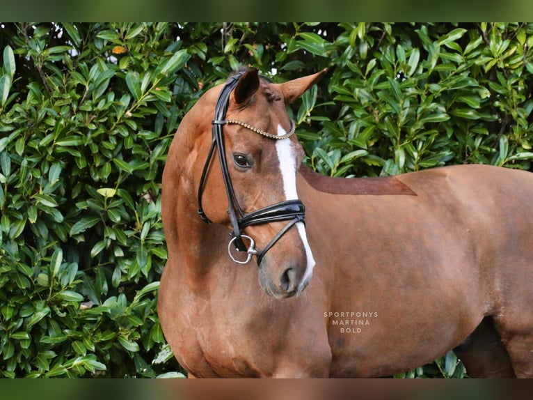 Caballo alemán Caballo castrado 15 años 165 cm Alazán-tostado in Recke, bei Osnabrück