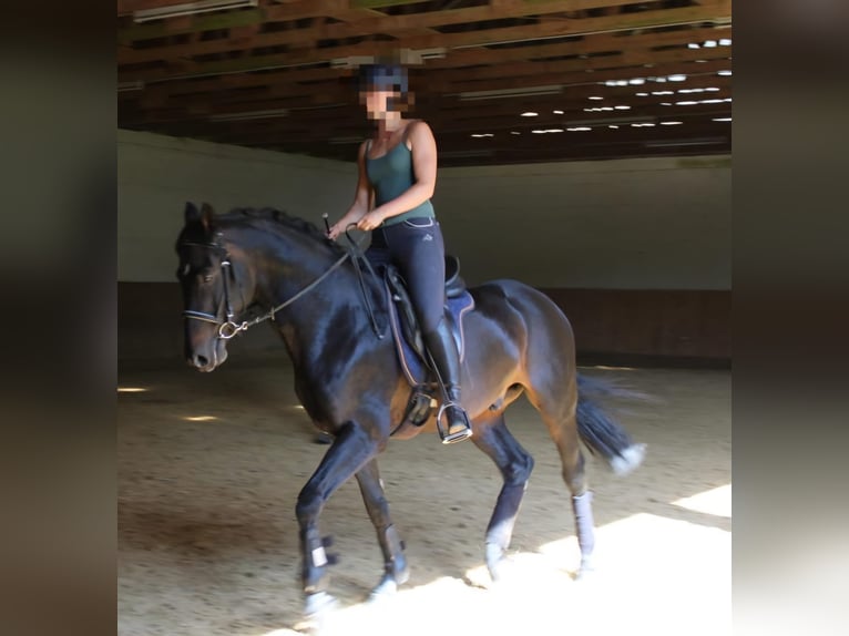 Caballo alemán Caballo castrado 15 años 165 cm Negro in Berg bei Neumarkt in der Oberpfalz