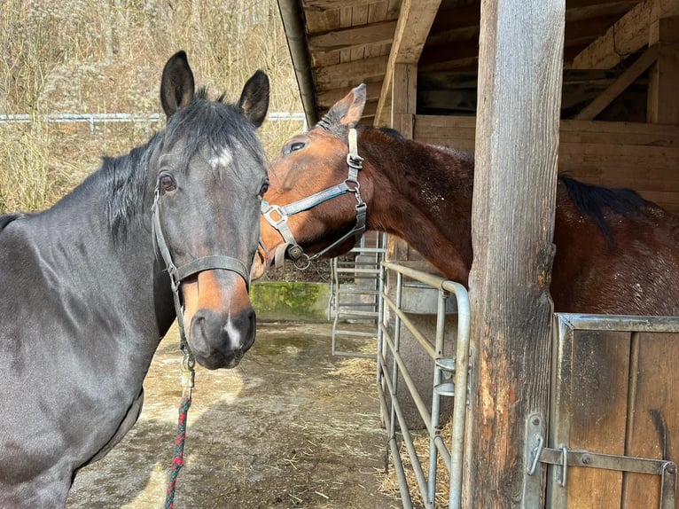 Caballo alemán Caballo castrado 15 años 165 cm Negro in Berg bei Neumarkt in der Oberpfalz