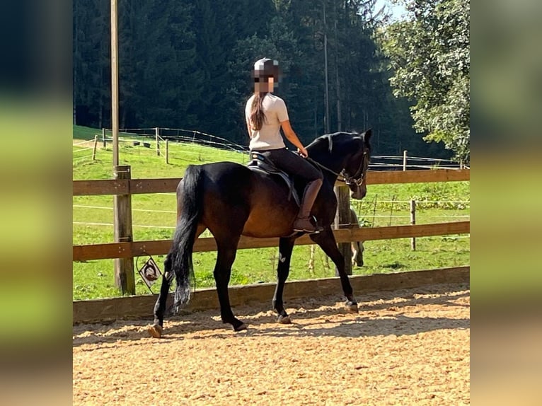 Caballo alemán Caballo castrado 15 años 165 cm Negro in Berg bei Neumarkt in der Oberpfalz