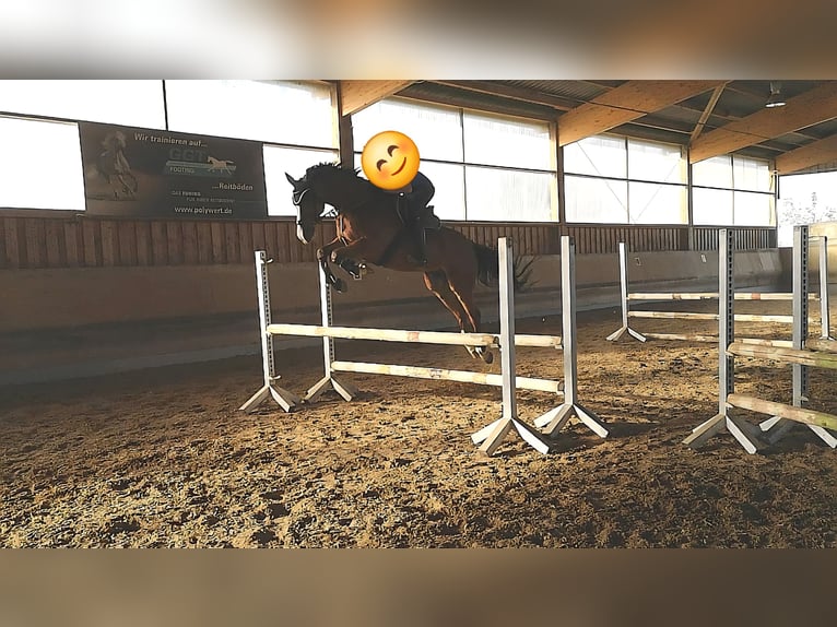 Caballo alemán Caballo castrado 15 años 167 cm Castaño in Illingen