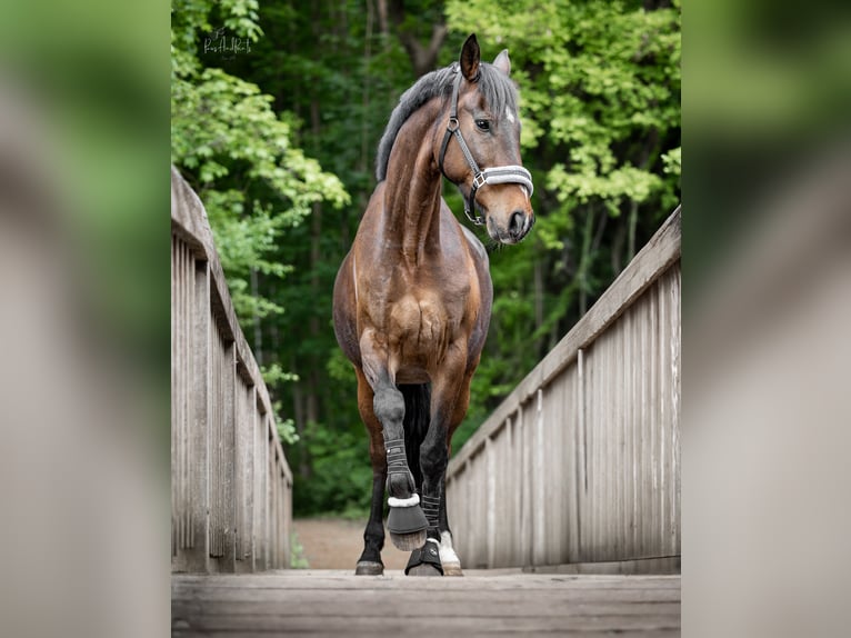 Caballo alemán Caballo castrado 16 años 163 cm Castaño oscuro in Raisdorf