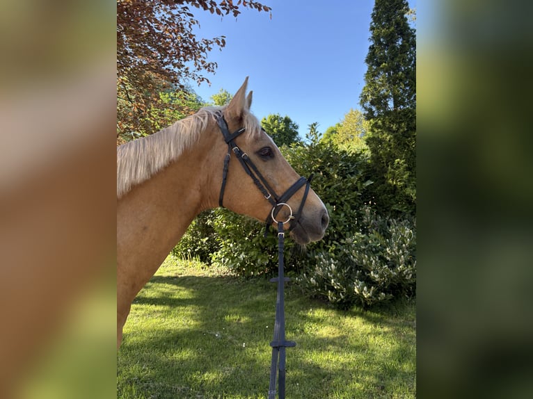 Caballo alemán Caballo castrado 16 años 164 cm Palomino in Minden