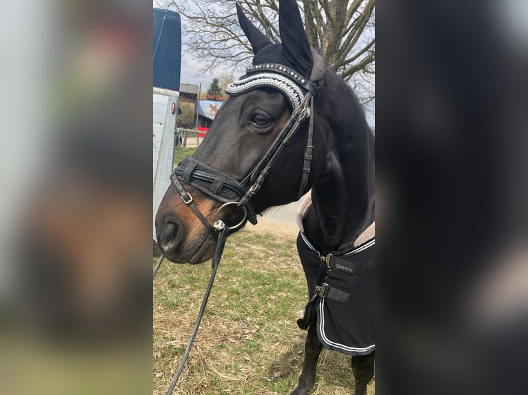 Caballo alemán Caballo castrado 16 años 166 cm Castaño in Münchberg