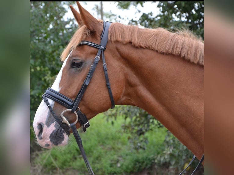 Caballo alemán Caballo castrado 16 años 170 cm in Bruchsal