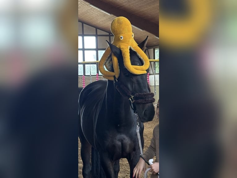 Caballo alemán Caballo castrado 16 años 172 cm Negro in Grevenbroich