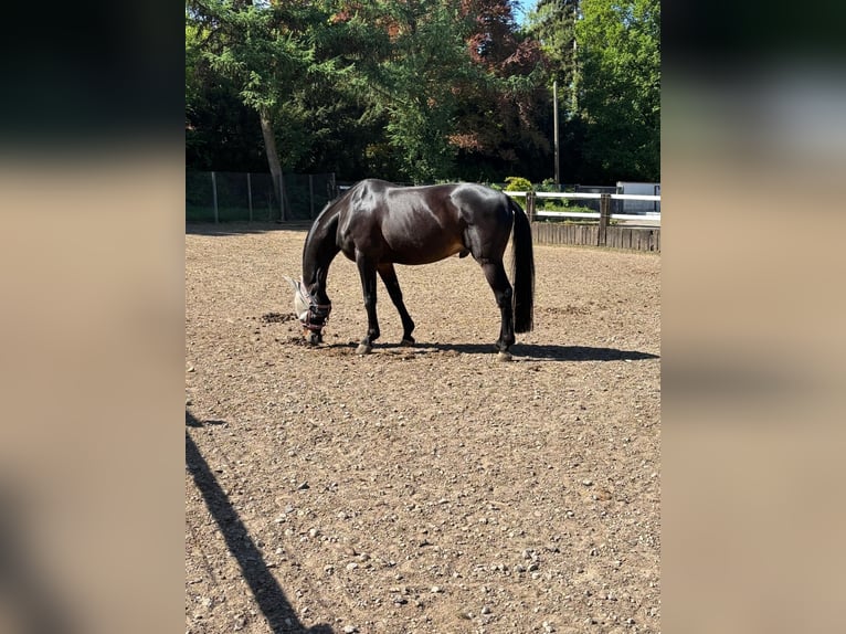 Caballo alemán Caballo castrado 16 años 172 cm Negro in Grevenbroich