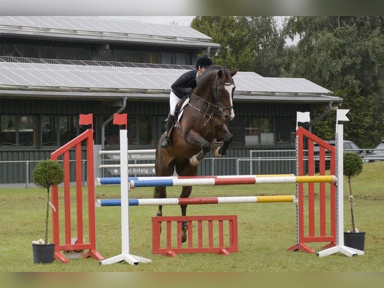 Caballo alemán Caballo castrado 16 años 173 cm Castaño in Bocholt