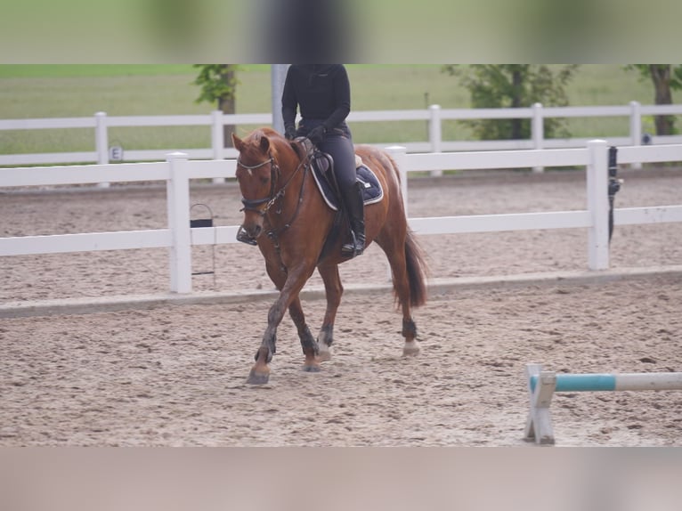 Caballo alemán Mestizo Caballo castrado 17 años 153 cm Alazán-tostado in Zeven