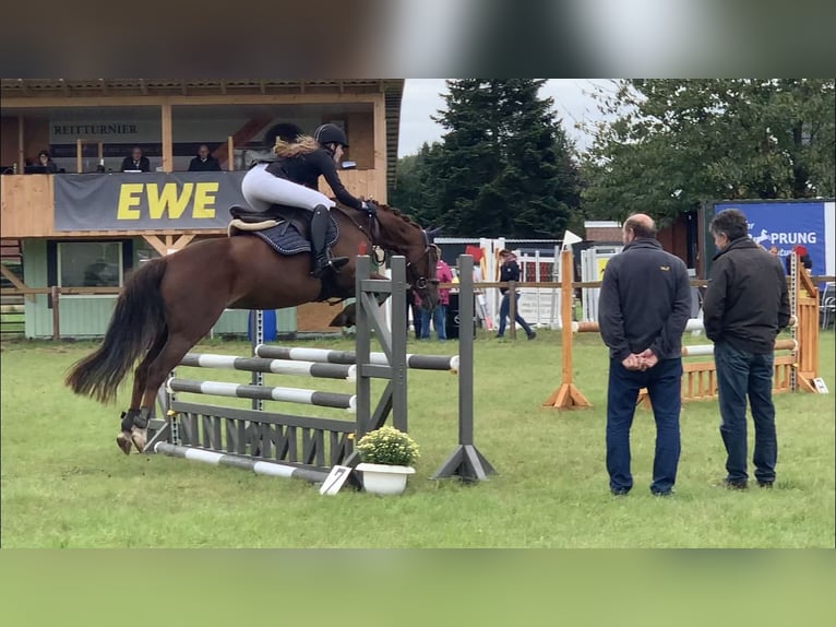 Caballo alemán Mestizo Caballo castrado 17 años 153 cm Alazán-tostado in Zeven