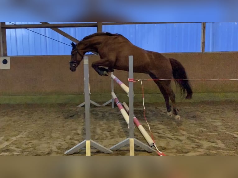 Caballo alemán Mestizo Caballo castrado 17 años 153 cm Alazán-tostado in Zeven