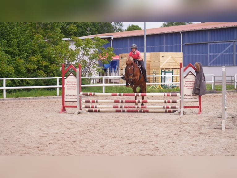 Caballo alemán Mestizo Caballo castrado 17 años 153 cm Alazán-tostado in Zeven