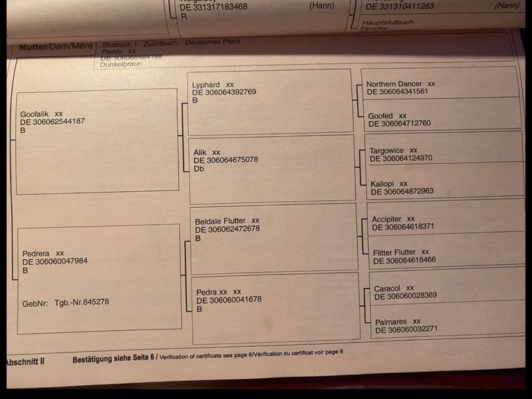 Caballo alemán Mestizo Caballo castrado 17 años 168 cm Castaño oscuro in Vreden