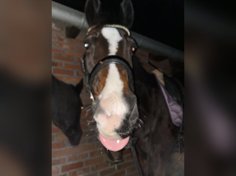 Caballo alemán Mestizo Caballo castrado 17 años 168 cm Castaño oscuro in Vreden