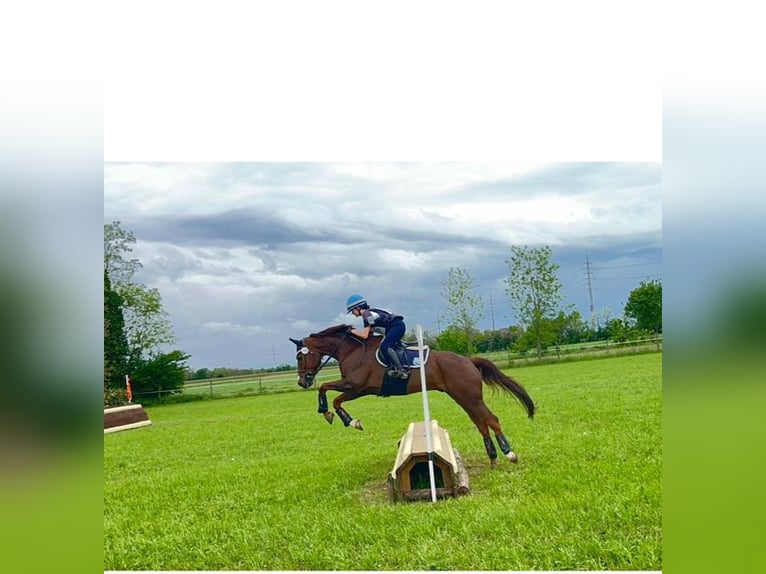 Caballo alemán Caballo castrado 17 años 170 cm Castaño oscuro in Parma