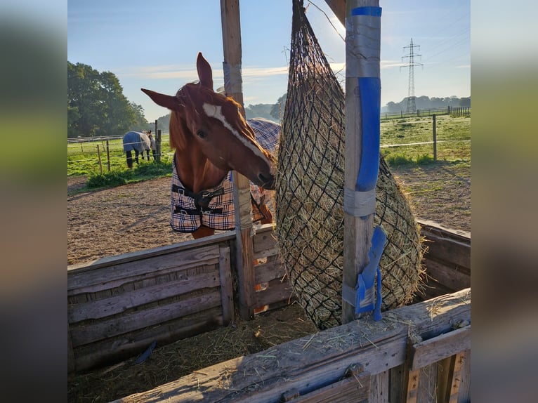 Caballo alemán Caballo castrado 17 años 172 cm Alazán in Viersen