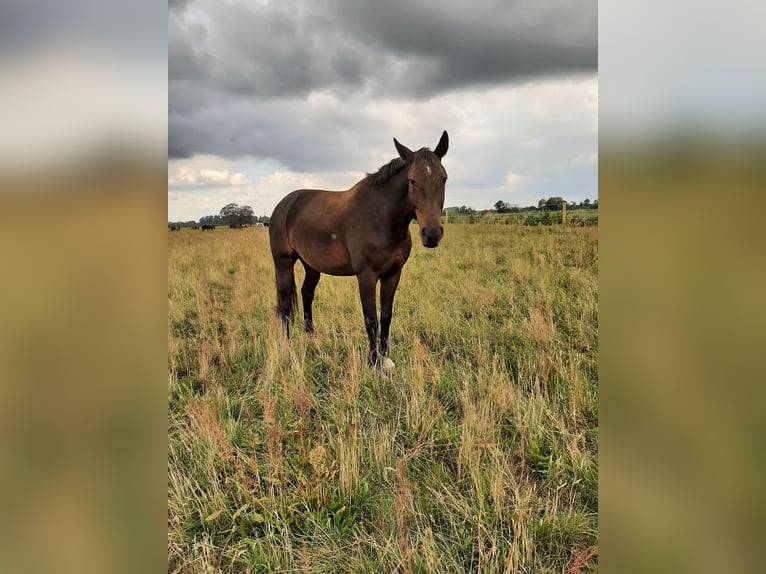 Caballo alemán Caballo castrado 17 años 180 cm Castaño oscuro in Jühnsdorf