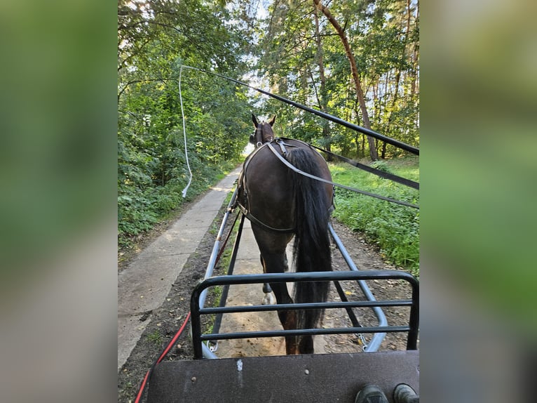 Caballo alemán Caballo castrado 17 años 180 cm Castaño oscuro in Jühnsdorf