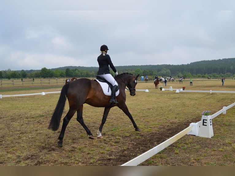 Caballo alemán Caballo castrado 17 años 180 cm Castaño oscuro in Jühnsdorf