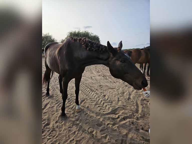 Caballo alemán Caballo castrado 17 años 180 cm Castaño oscuro in Jühnsdorf