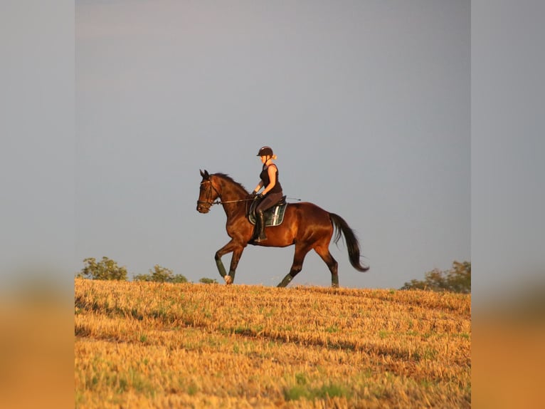 Caballo alemán Caballo castrado 17 años 180 cm Castaño oscuro in Jühnsdorf