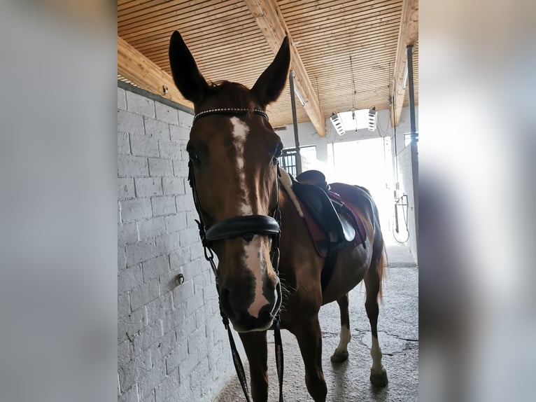 Caballo alemán Caballo castrado 19 años 173 cm Alazán in Störnstein