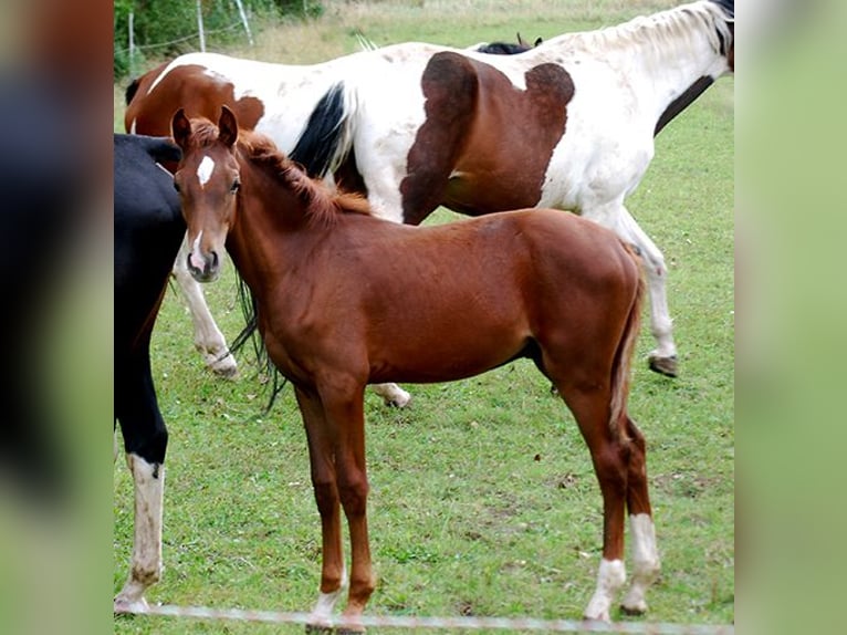 Caballo alemán Caballo castrado 1 año 169 cm Alazán in Etgersleben