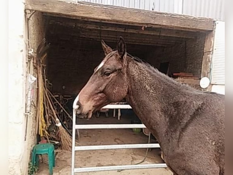 Caballo alemán Mestizo Caballo castrado 1 año 172 cm Morcillo in Villedieu-lès-Bailleul