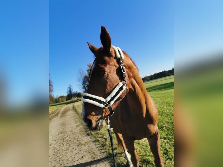 Caballo alemán Caballo castrado 20 años 173 cm Alazán in Störnstein