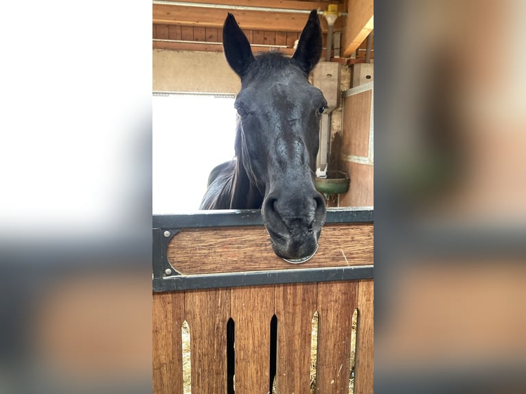 Caballo alemán Caballo castrado 24 años 160 cm Negro in Starnberg