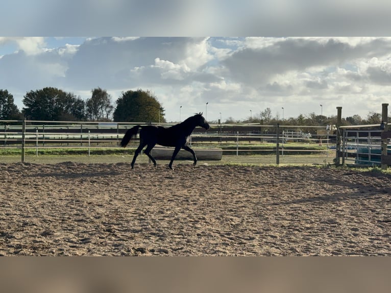 Caballo alemán Caballo castrado 2 años 155 cm Negro in Oeversee
